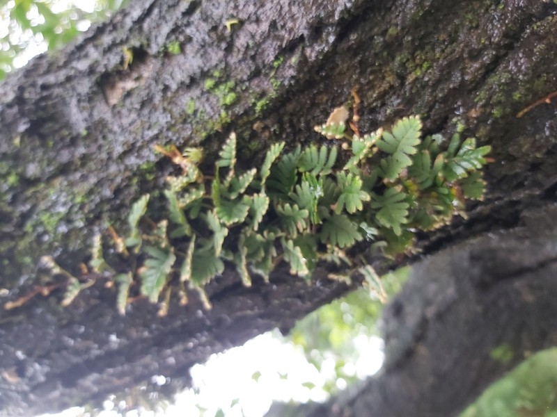 Pleopeltis minima photo 6