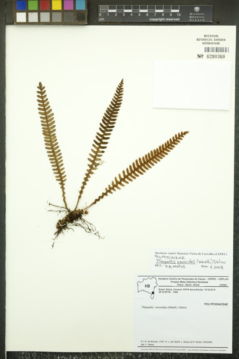 Pleopeltis monoides