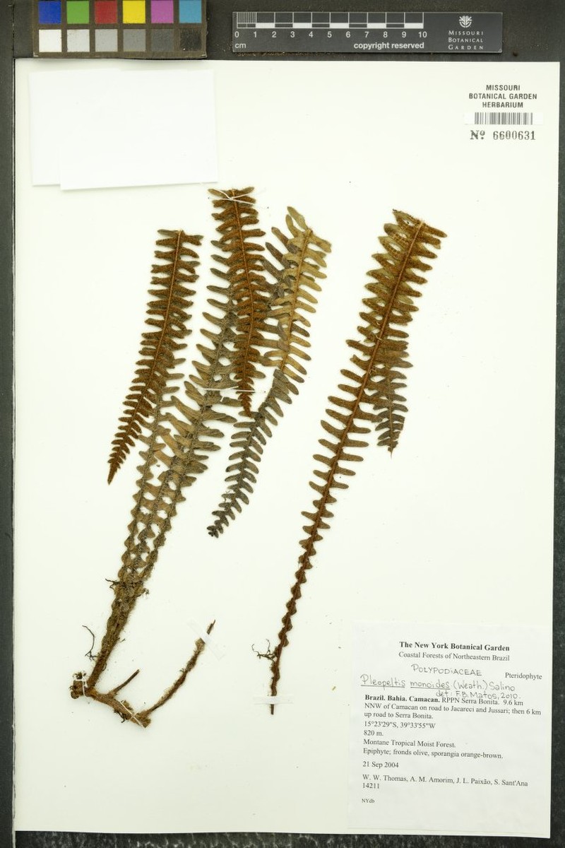 Pleopeltis monoides photo 2