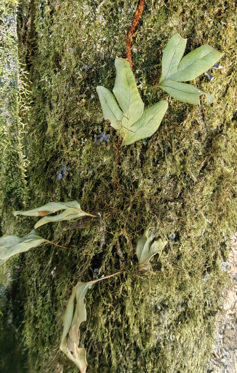 Pleopeltis munchii