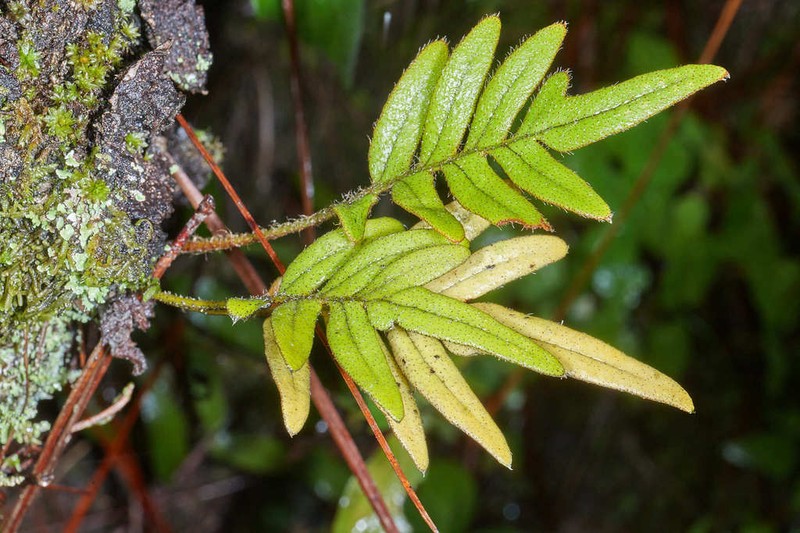 Pleopeltis munchii photo 2
