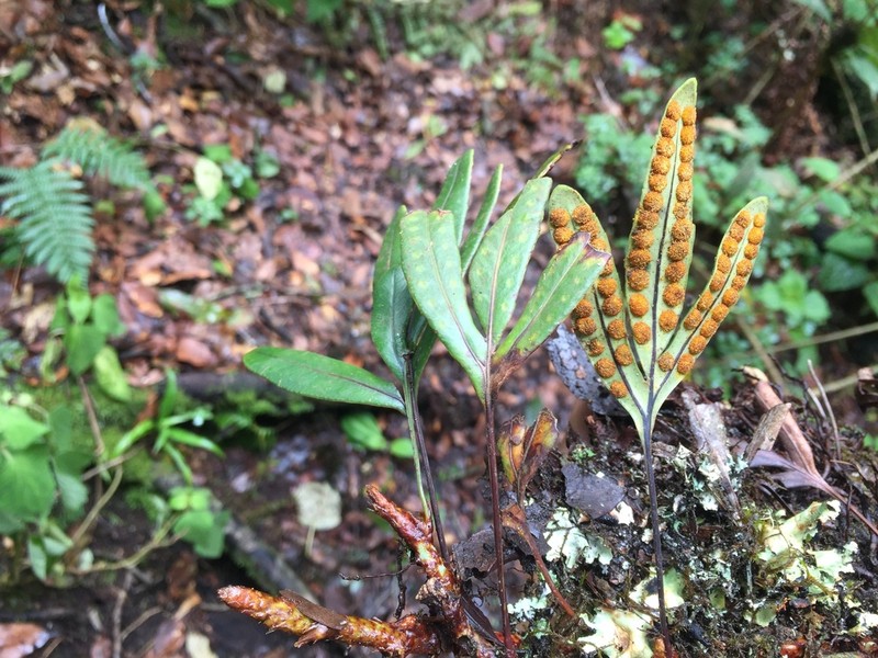 Pleopeltis munchii photo 4