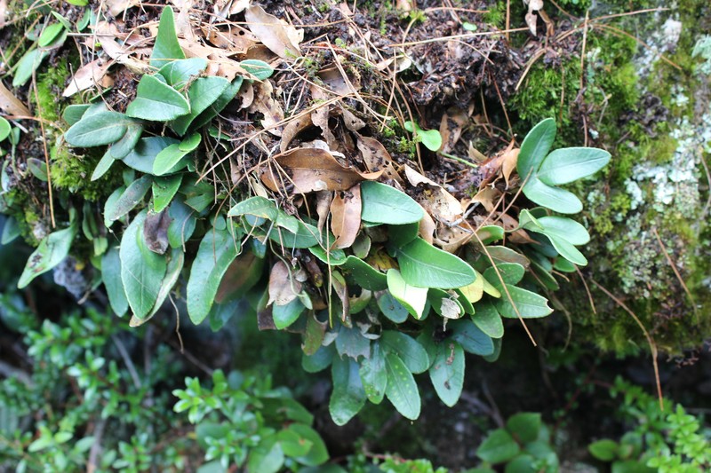 Pleopeltis munchii photo 8