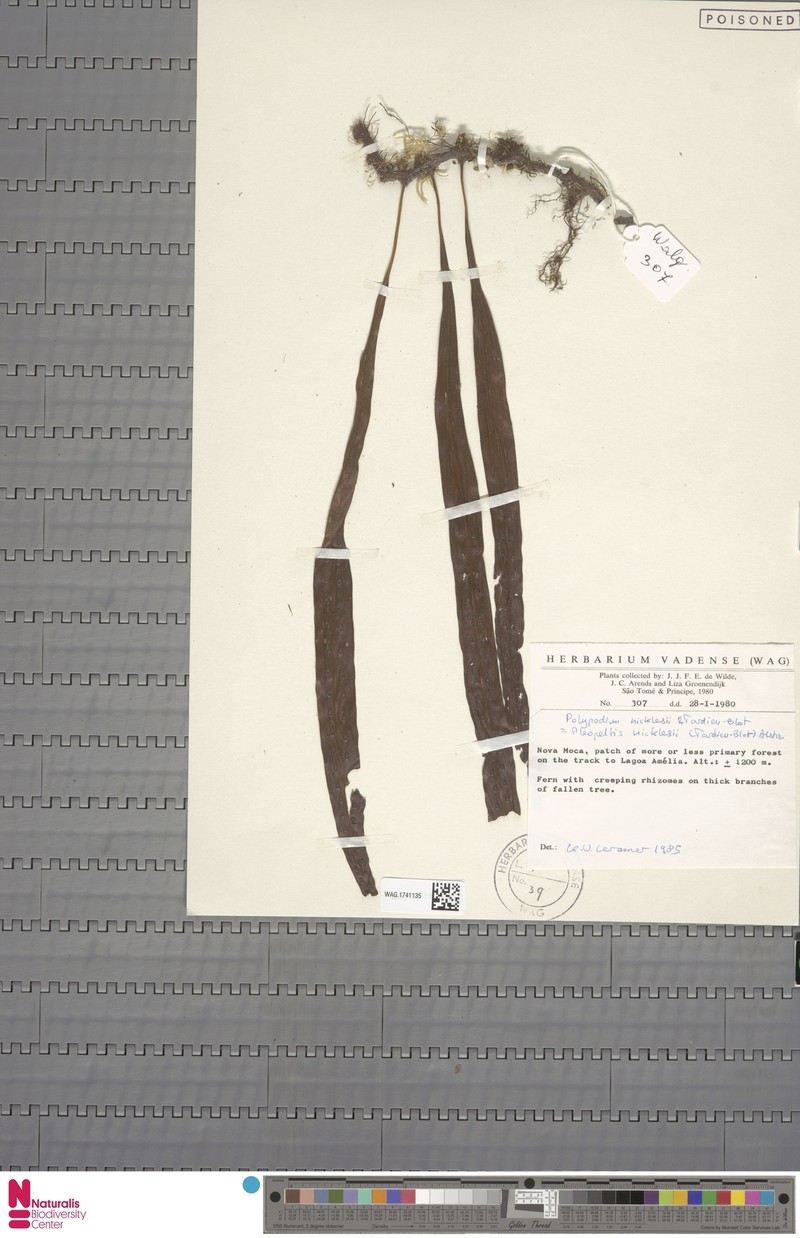 Pleopeltis nicklesii
