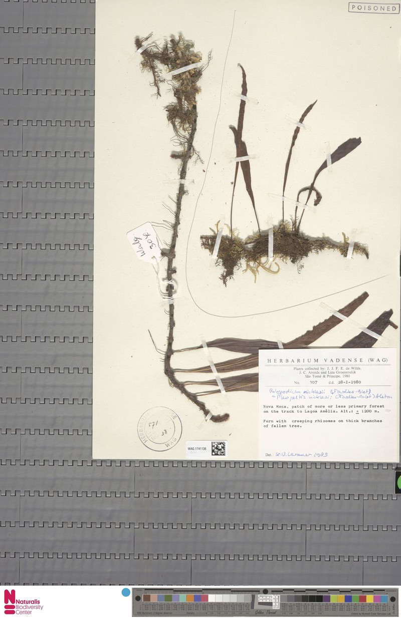 Pleopeltis nicklesii photo 2