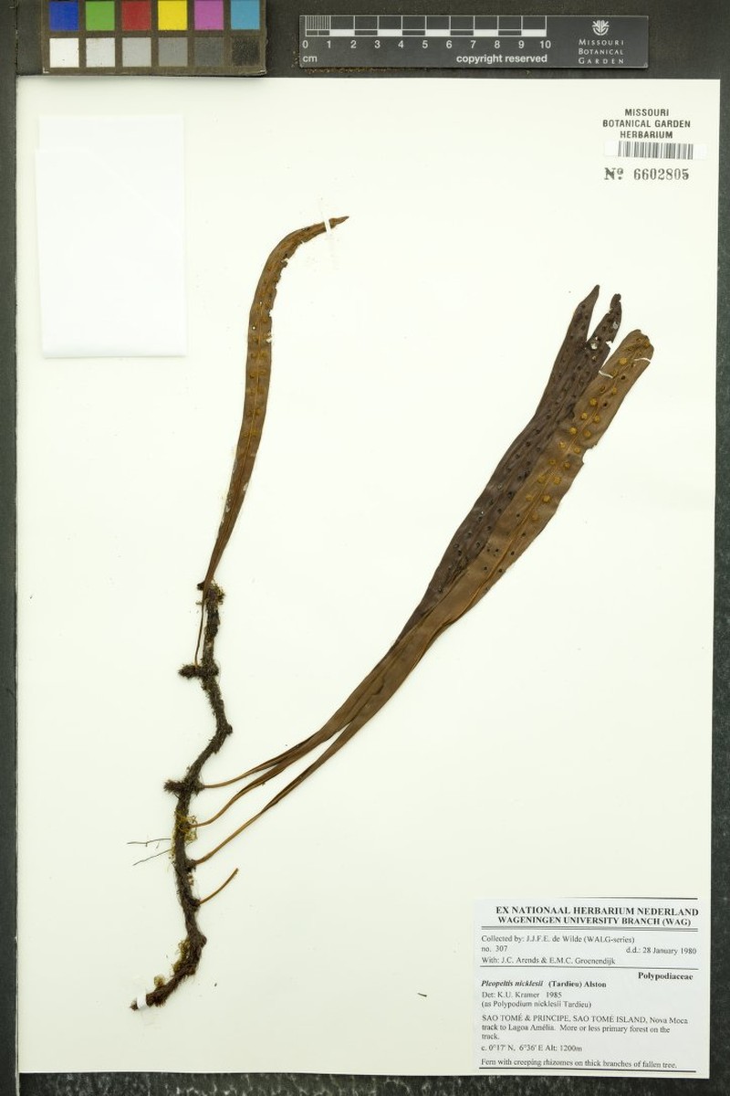 Pleopeltis nicklesii photo 3