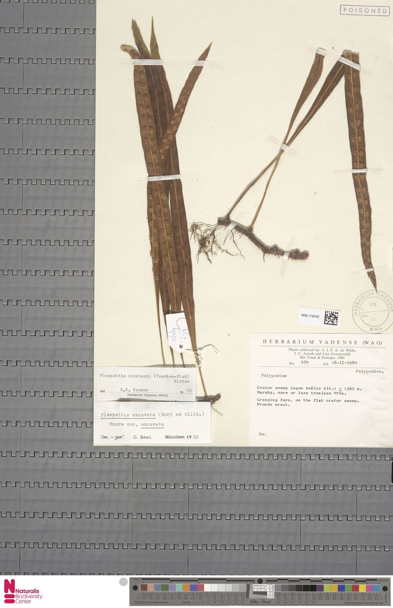 Pleopeltis nicklesii photo 4
