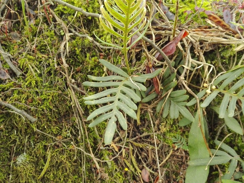 Pleopeltis orientalis