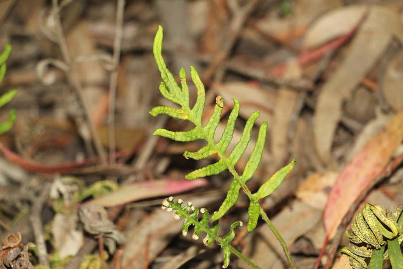 Pleopeltis orientalis photo 3