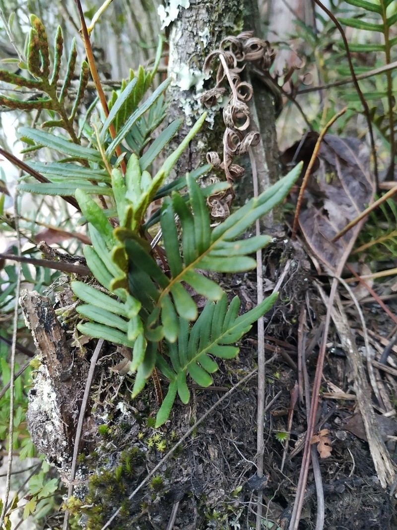 Pleopeltis orientalis photo 4
