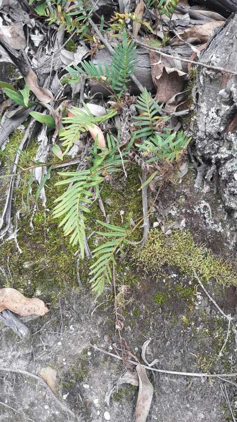 Pleopeltis orientalis photo 5