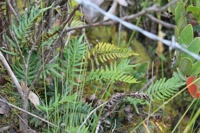 Pleopeltis orientalis photo 6