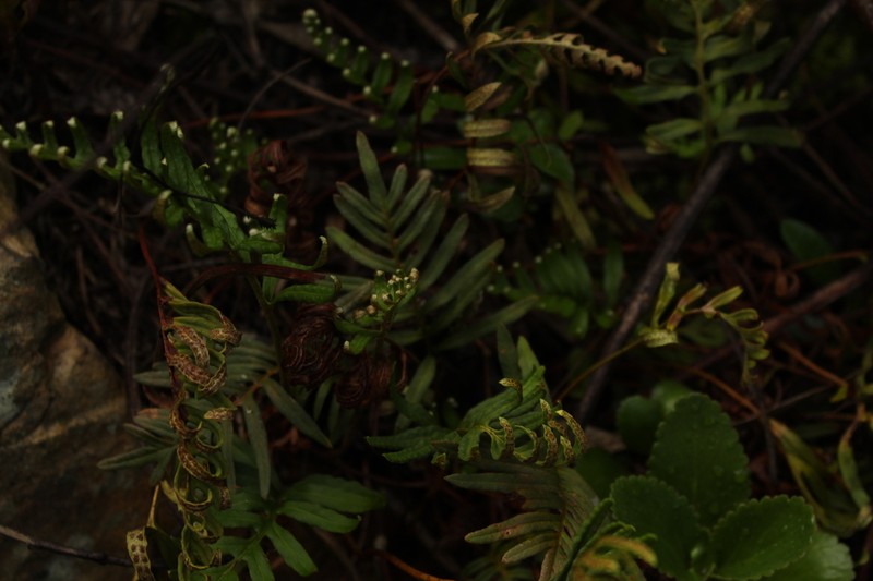 Pleopeltis orientalis photo 8