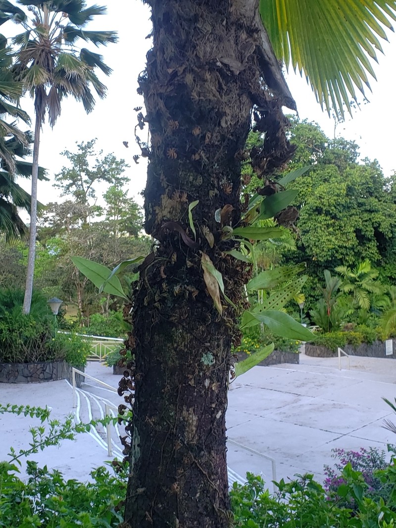 Pleopeltis panamensis