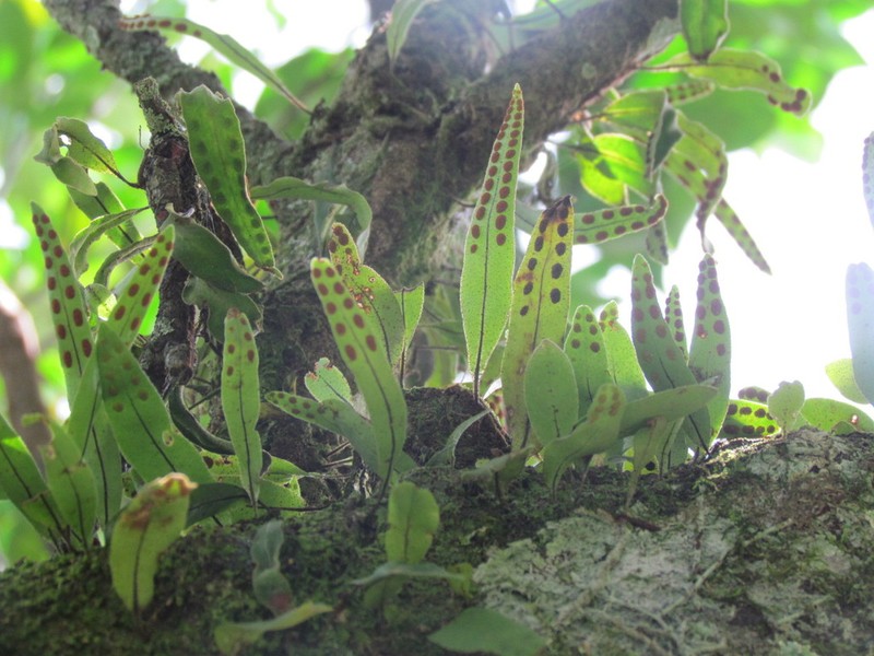 Pleopeltis panamensis photo 2