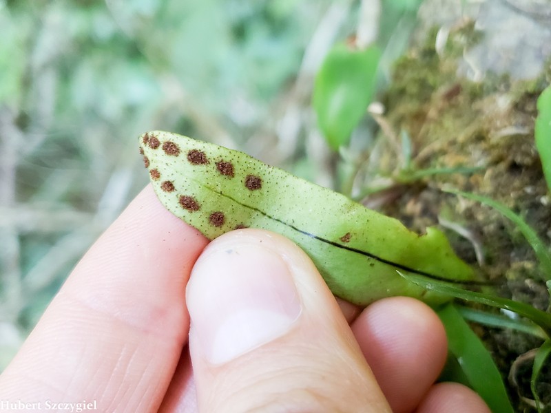 Pleopeltis panamensis photo 4
