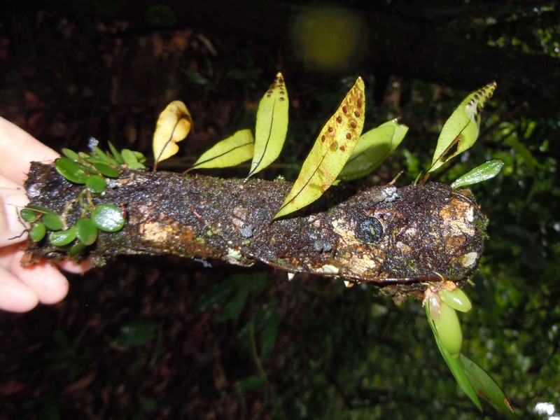 Pleopeltis panamensis photo 5