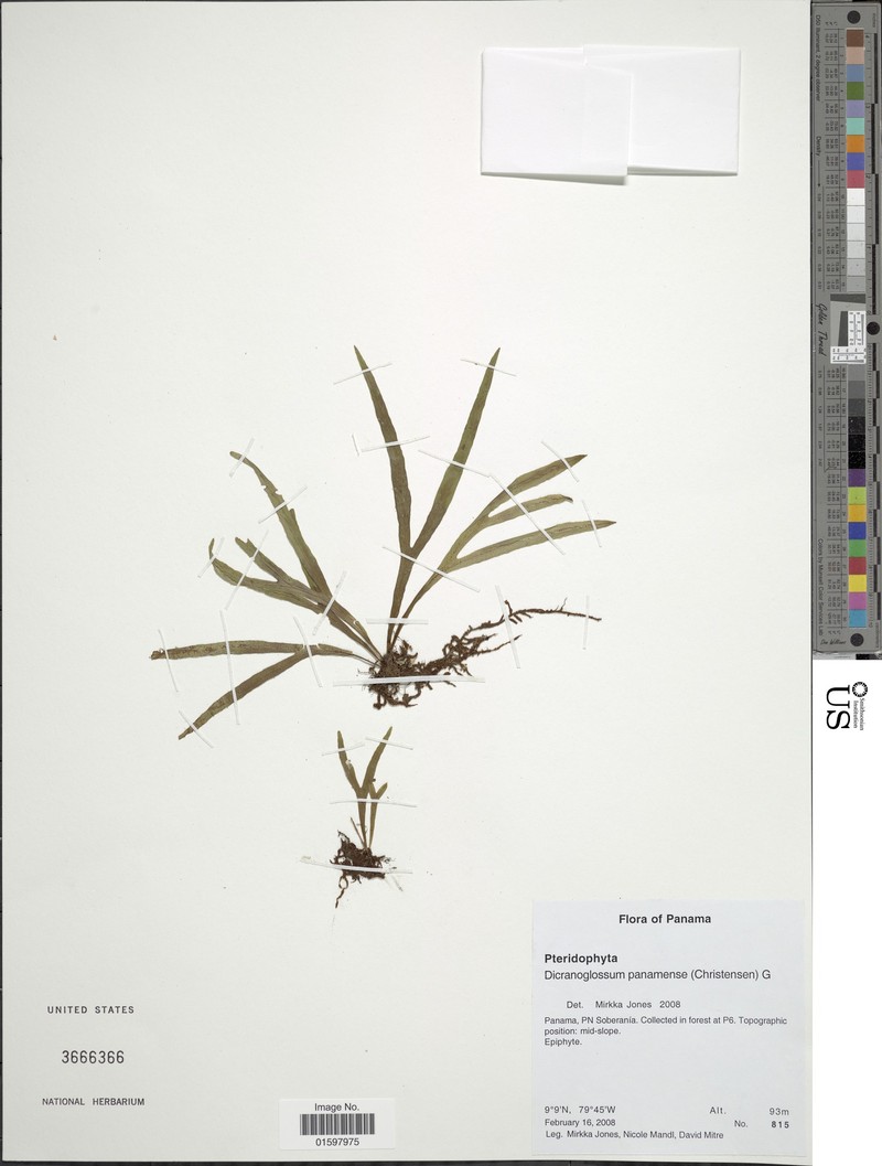 Pleopeltis panamensis photo 6