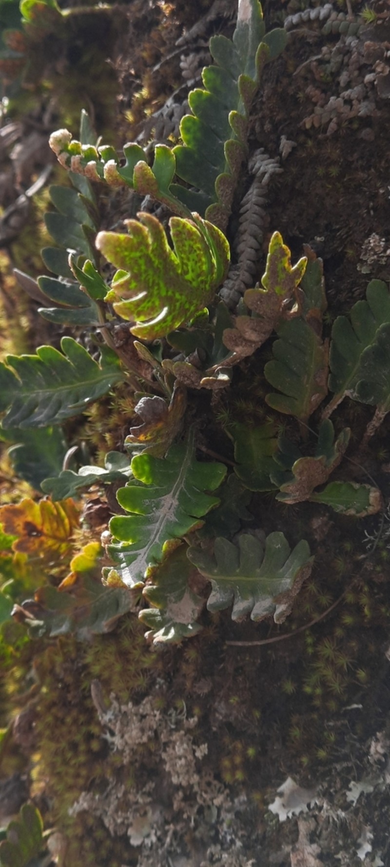 Pleopeltis pinnatifida photo 8