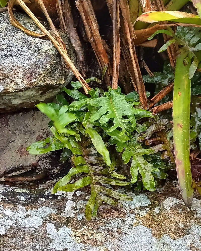Pleopeltis pleopeltidis