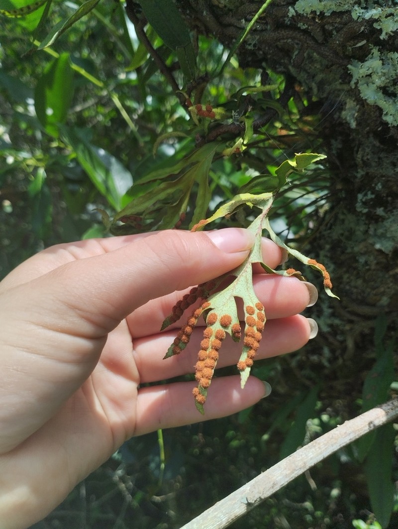 Pleopeltis pleopeltifolia