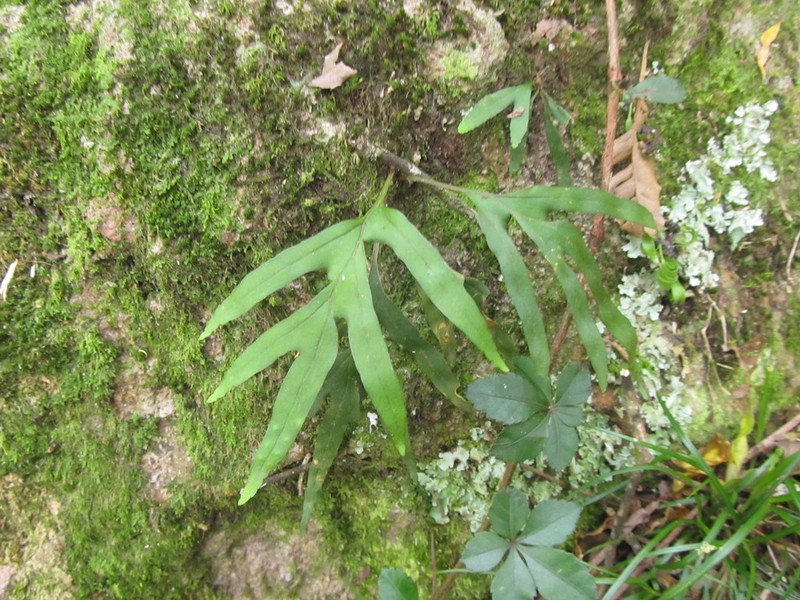 Pleopeltis pleopeltifolia photo 2