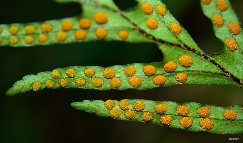 Pleopeltis pleopeltifolia photo 3
