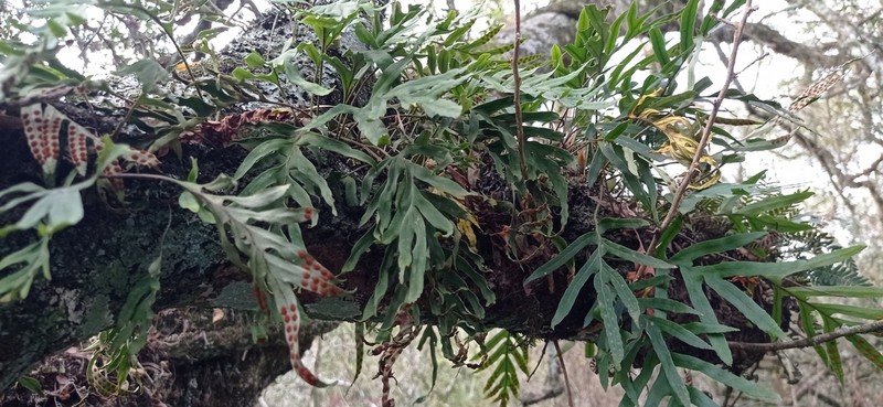 Pleopeltis pleopeltifolia photo 4