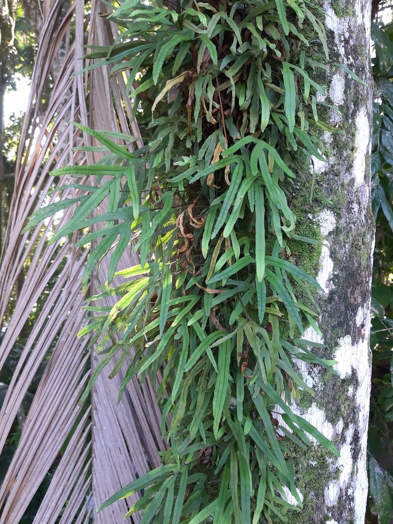 Pleopeltis pleopeltifolia photo 5