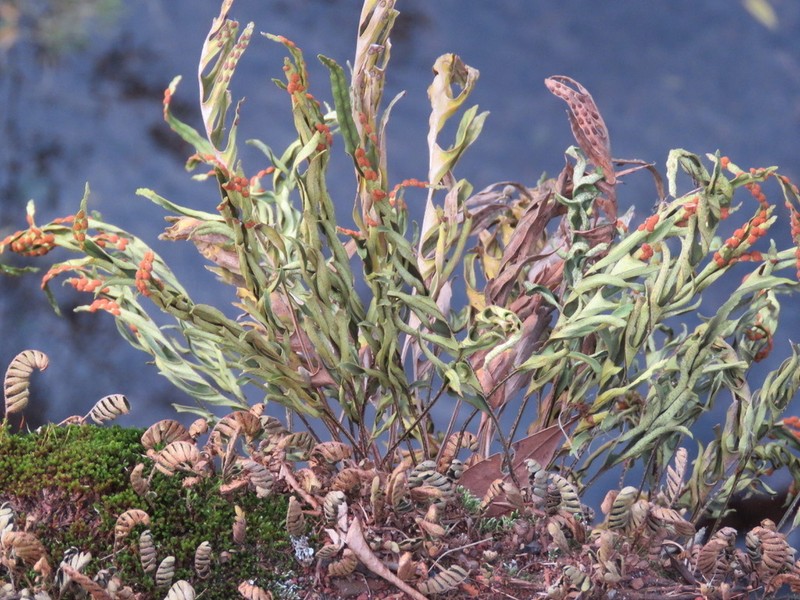 Pleopeltis pleopeltifolia photo 6