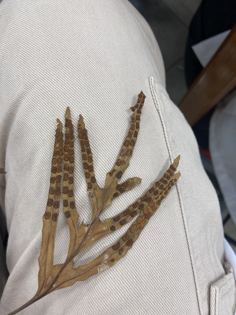 Pleopeltis pleopeltifolia photo 8