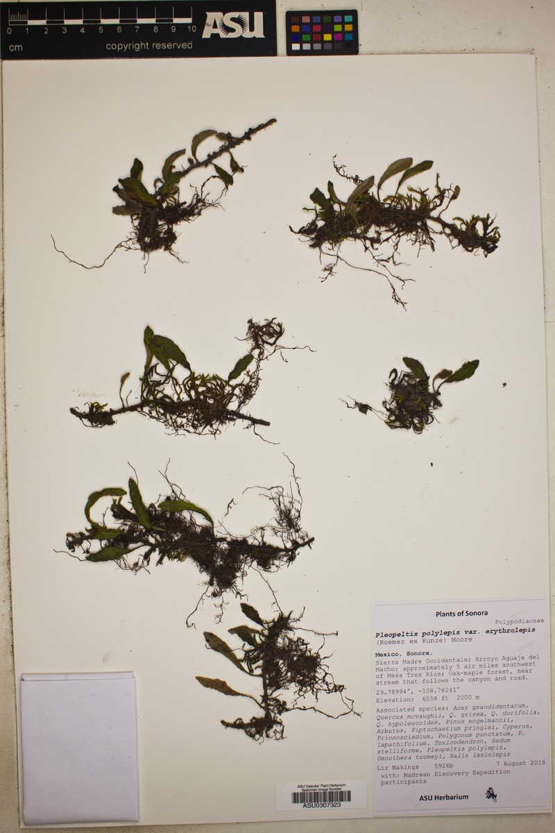 Pleopeltis polylepis var. erythrolepis