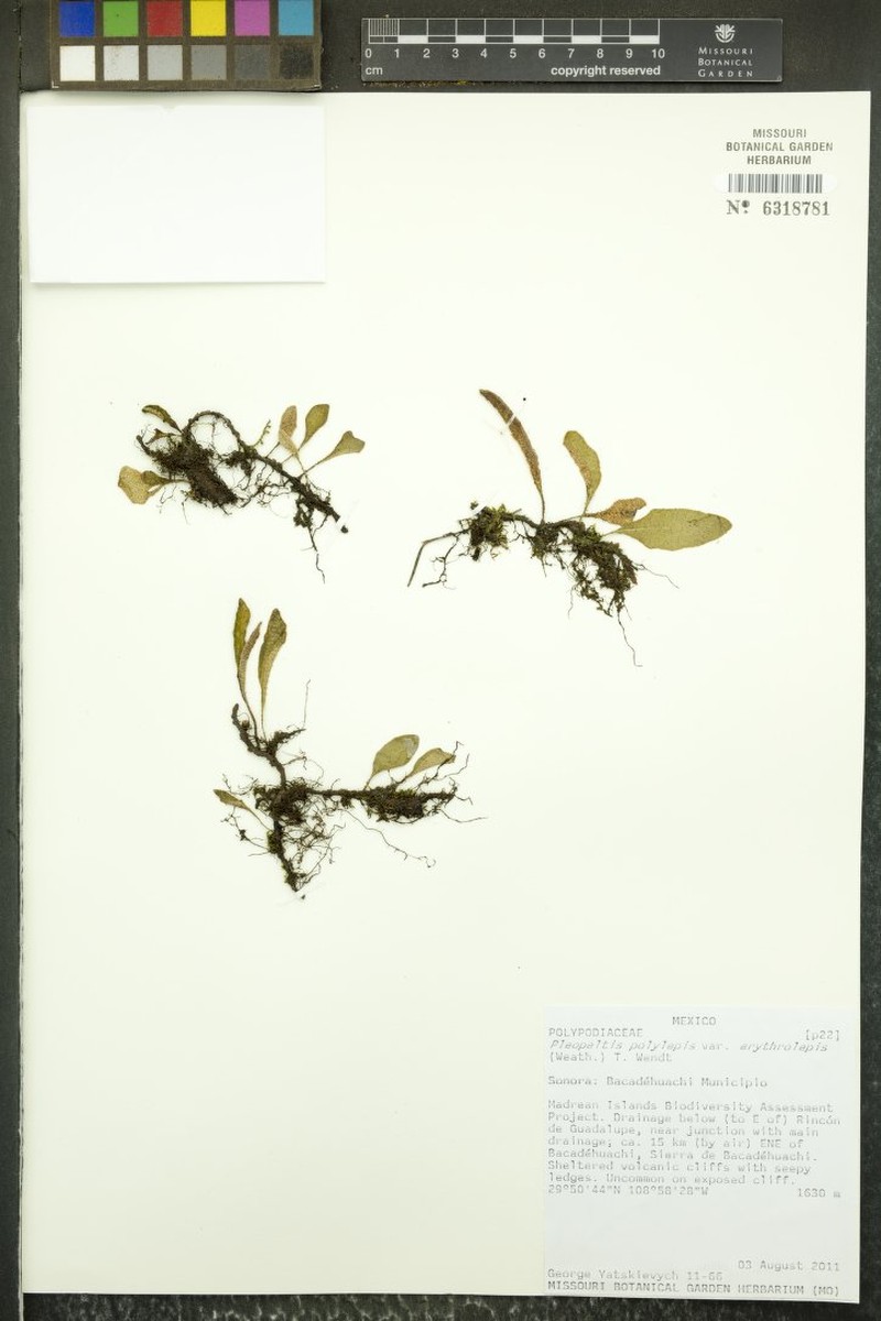 Pleopeltis polylepis var. erythrolepis photo 2