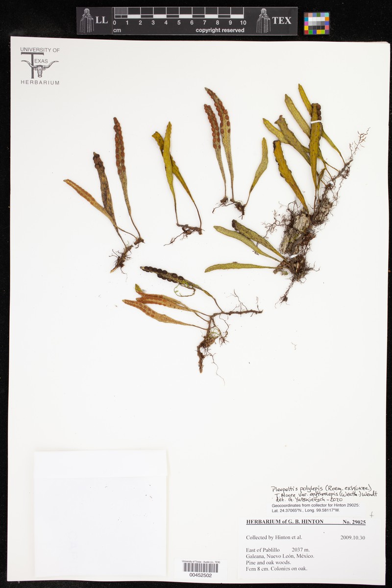 Pleopeltis polylepis var. erythrolepis photo 3