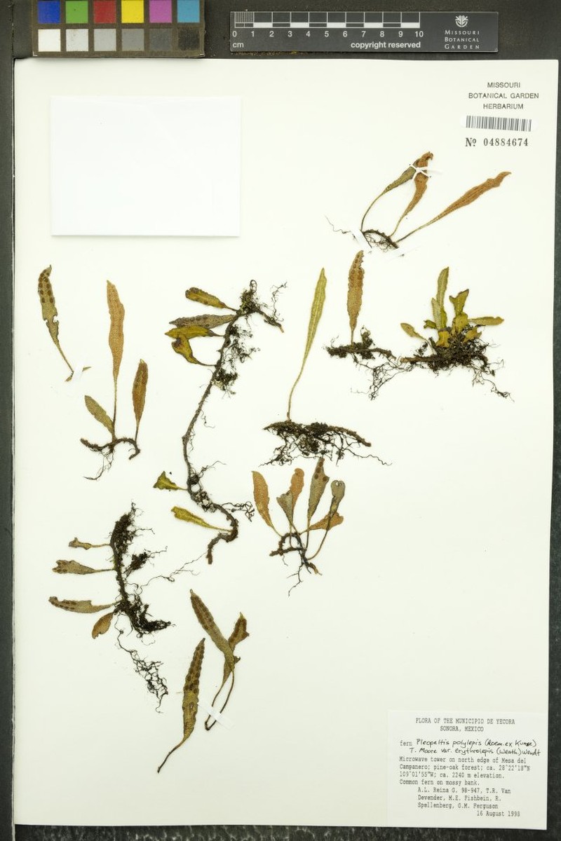 Pleopeltis polylepis var. erythrolepis photo 4