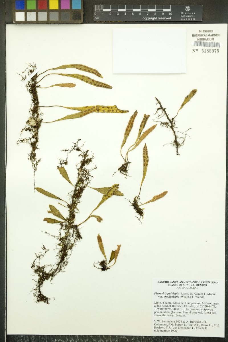 Pleopeltis polylepis var. erythrolepis photo 5
