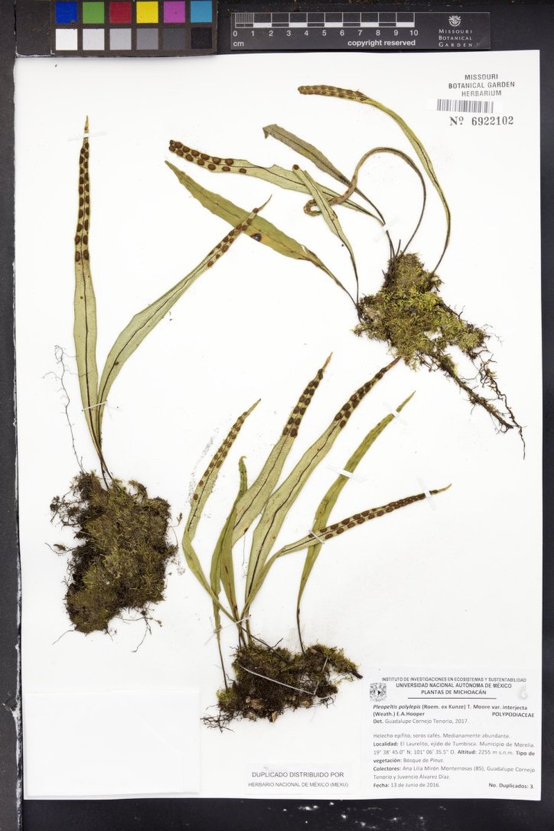 Pleopeltis polylepis var. interjecta photo 2