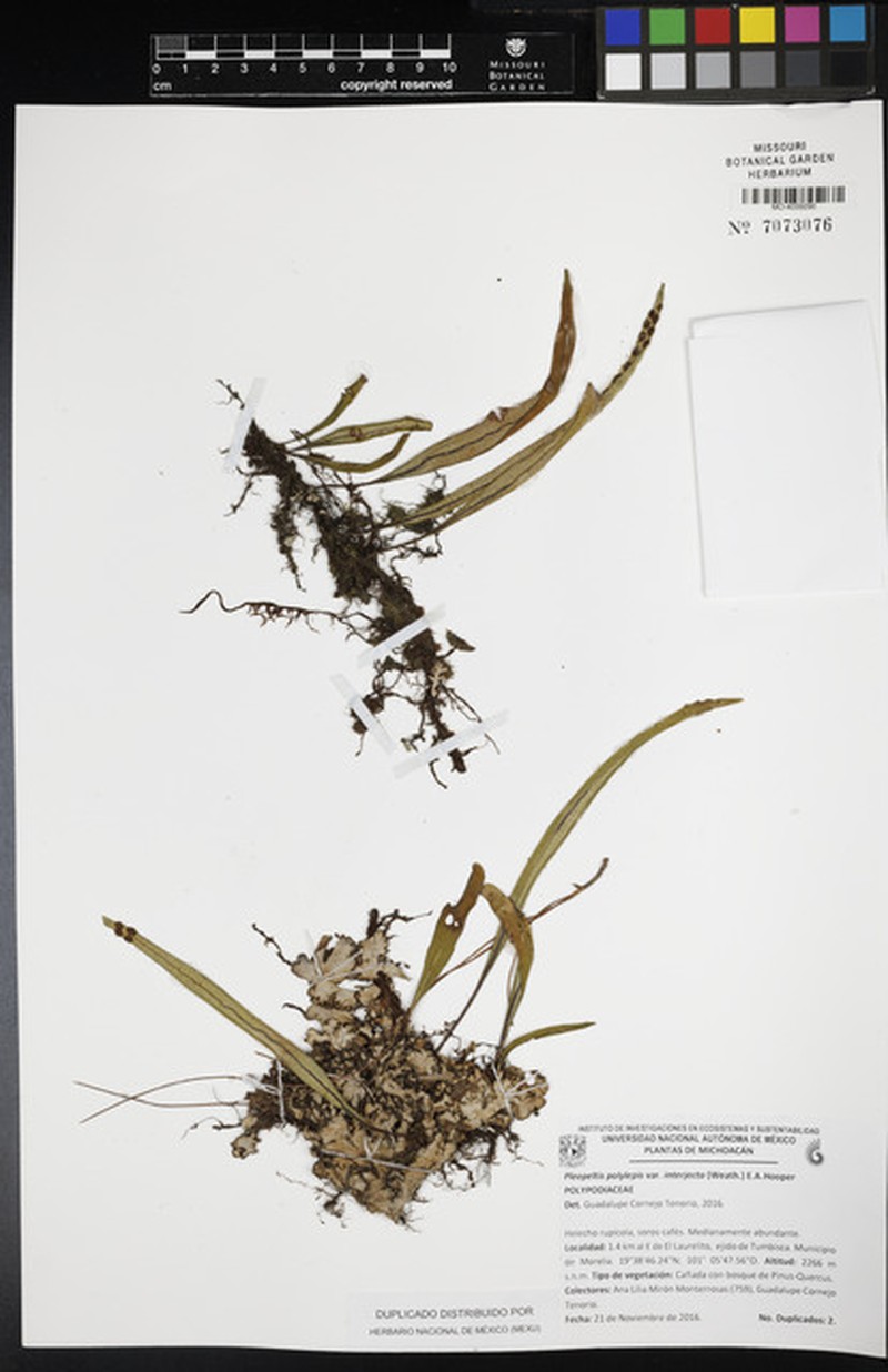 Pleopeltis polylepis var. interjecta photo 3