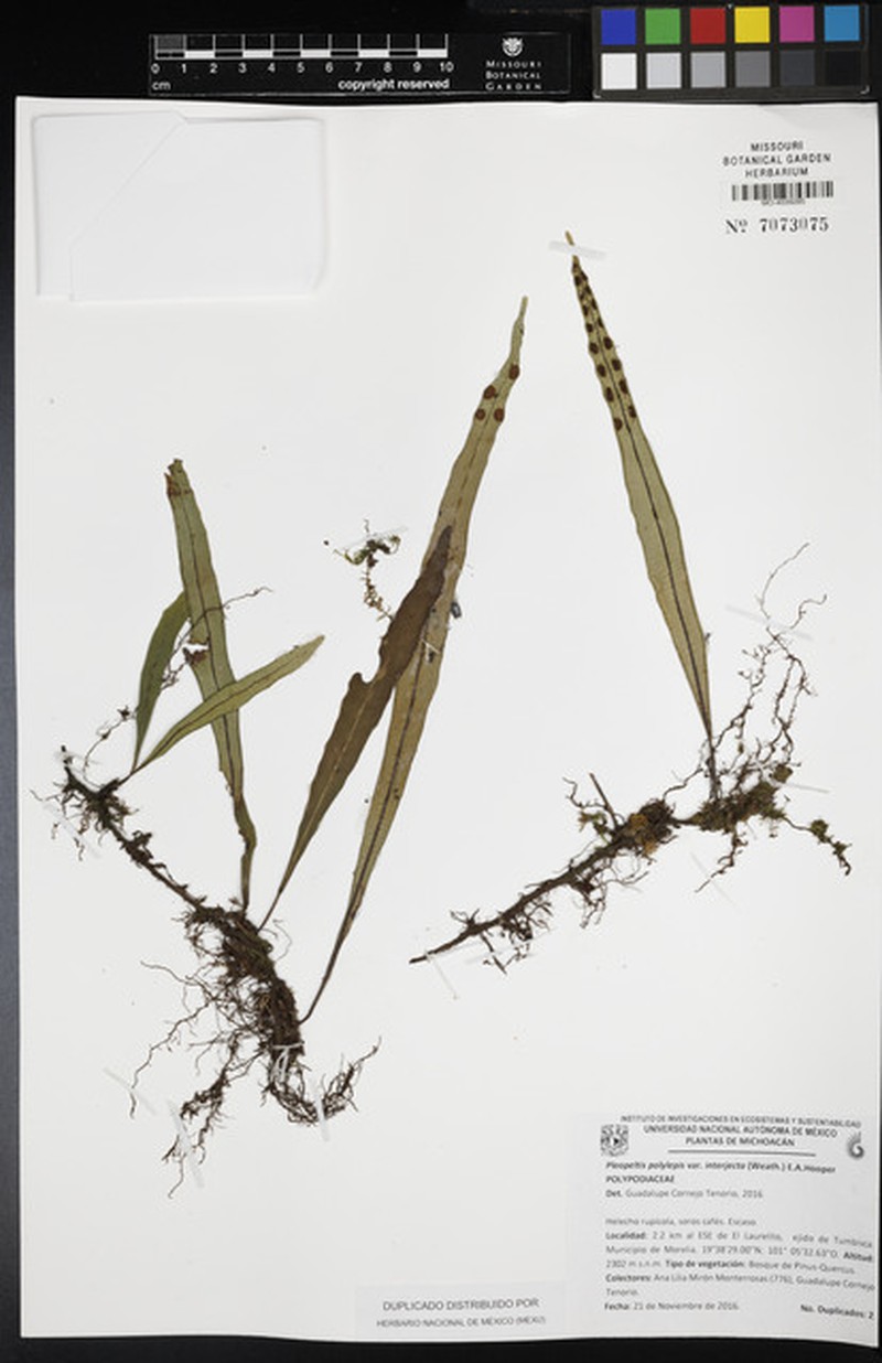 Pleopeltis polylepis var. interjecta photo 4