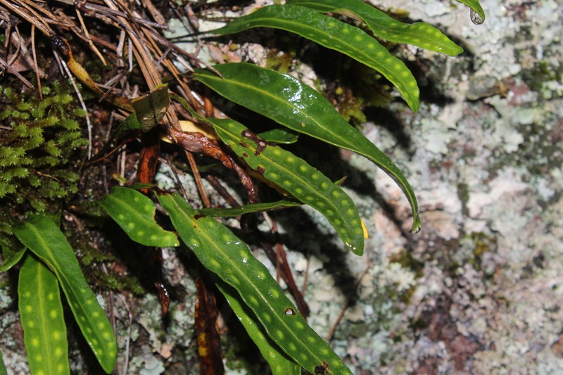 Pleopeltis polylepis var. polylepis