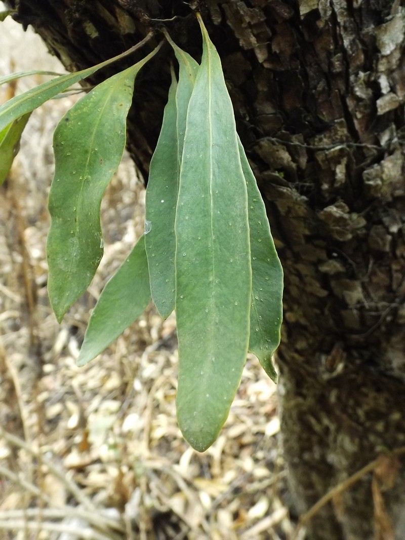 Pleopeltis polylepis var. polylepis photo 2