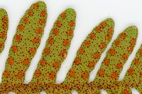 Resurrection Fern