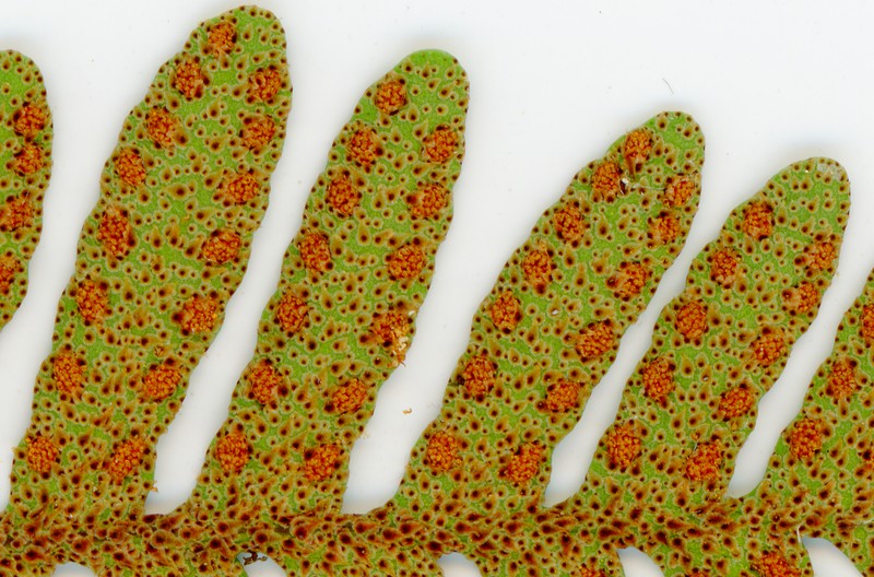 Resurrection Fern photo 4