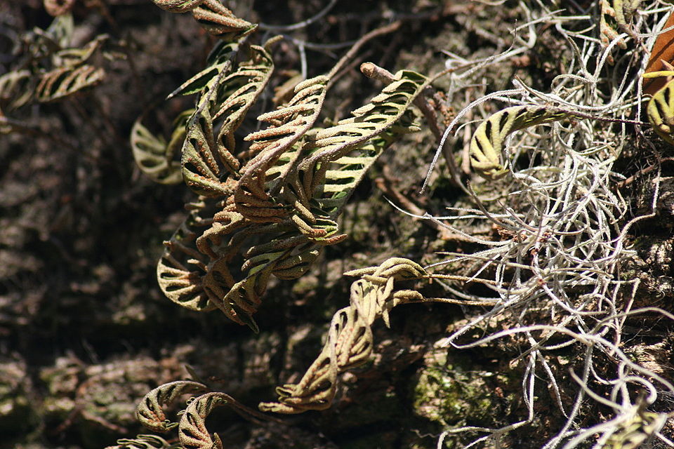 Resurrection Fern photo 5