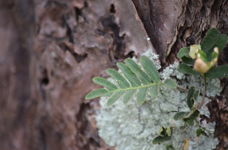 Resurrection Fern photo 3
