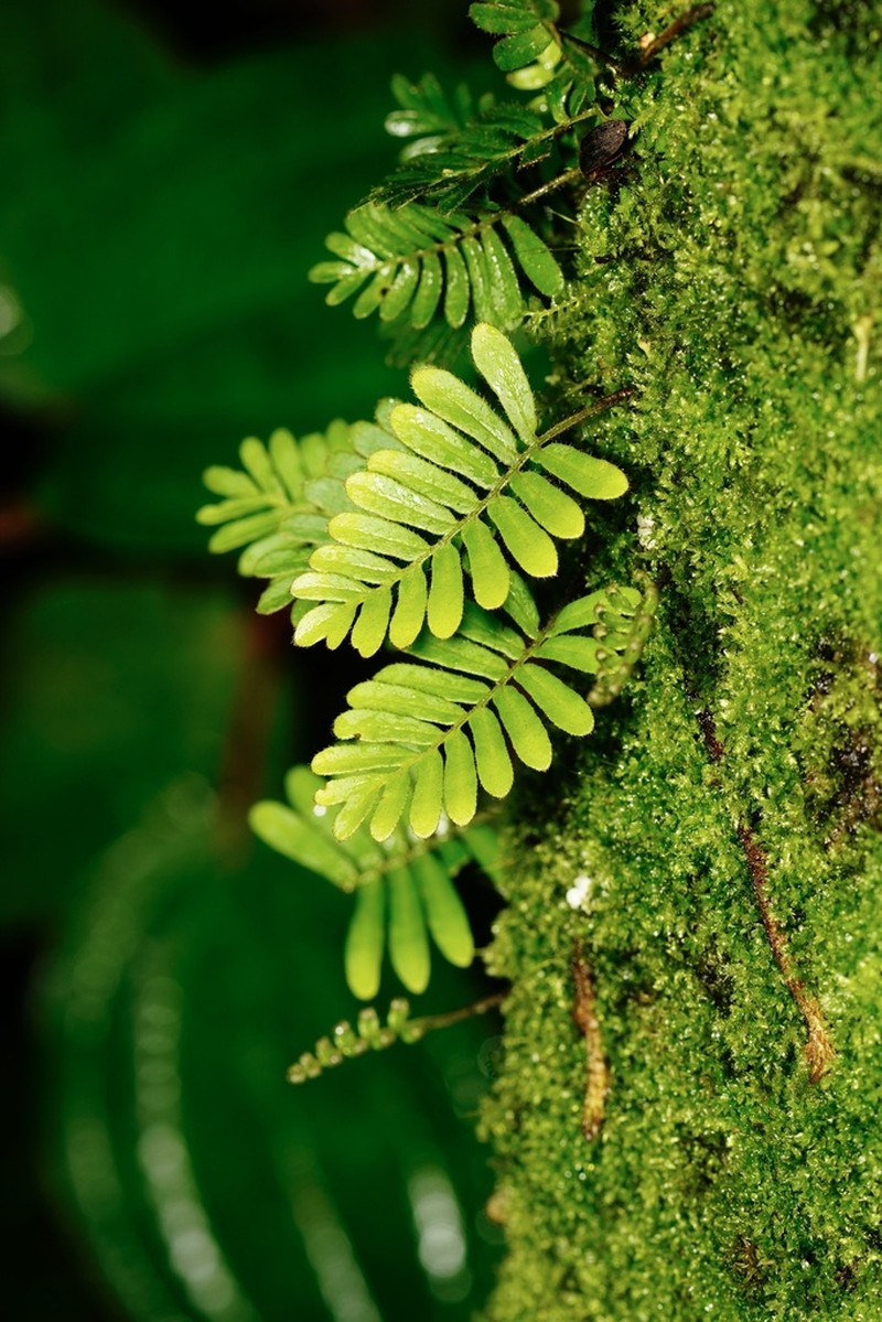 Resurrection Fern photo 4