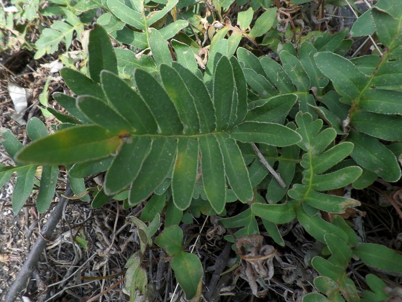 Resurrection Fern photo 5