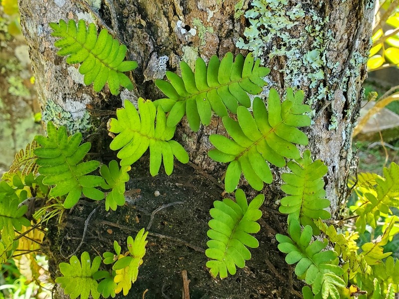 Resurrection Fern photo 6