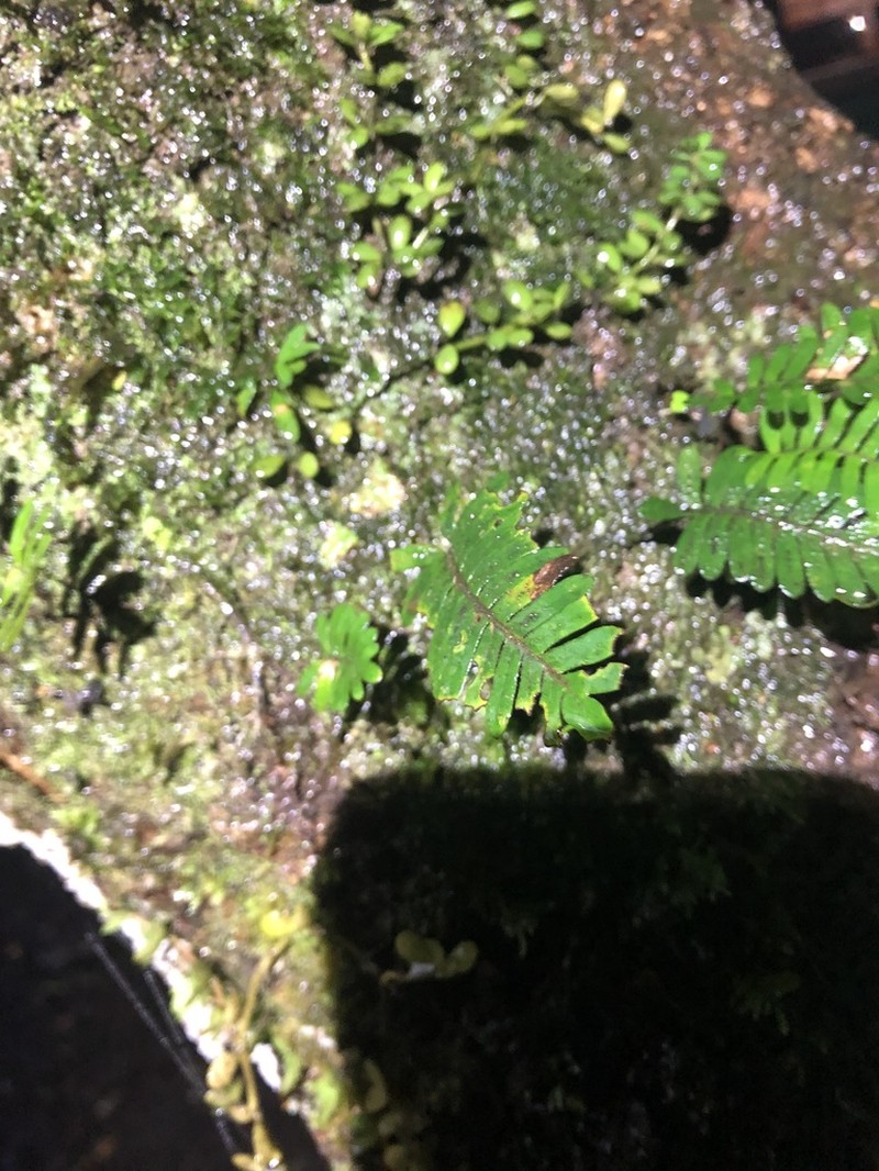 Resurrection Fern photo 7