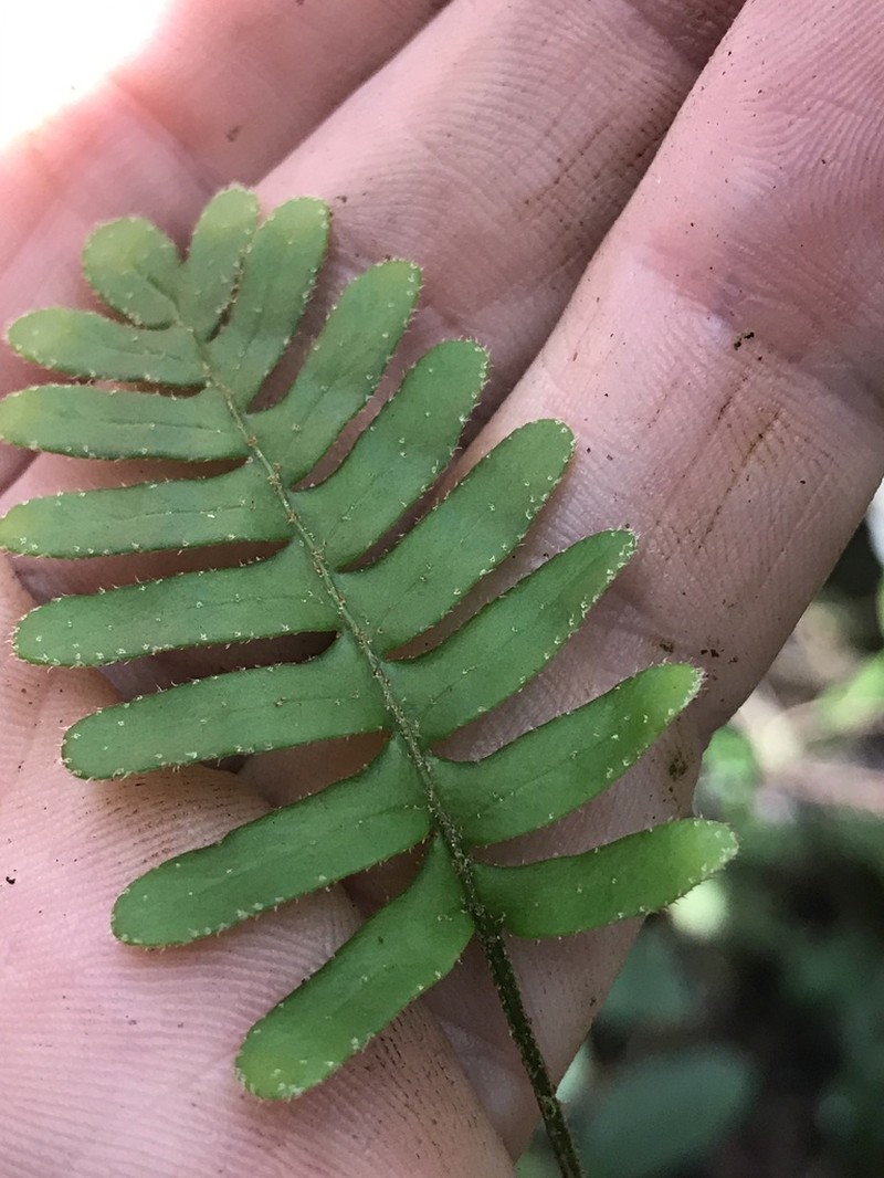 Resurrection Fern photo 8